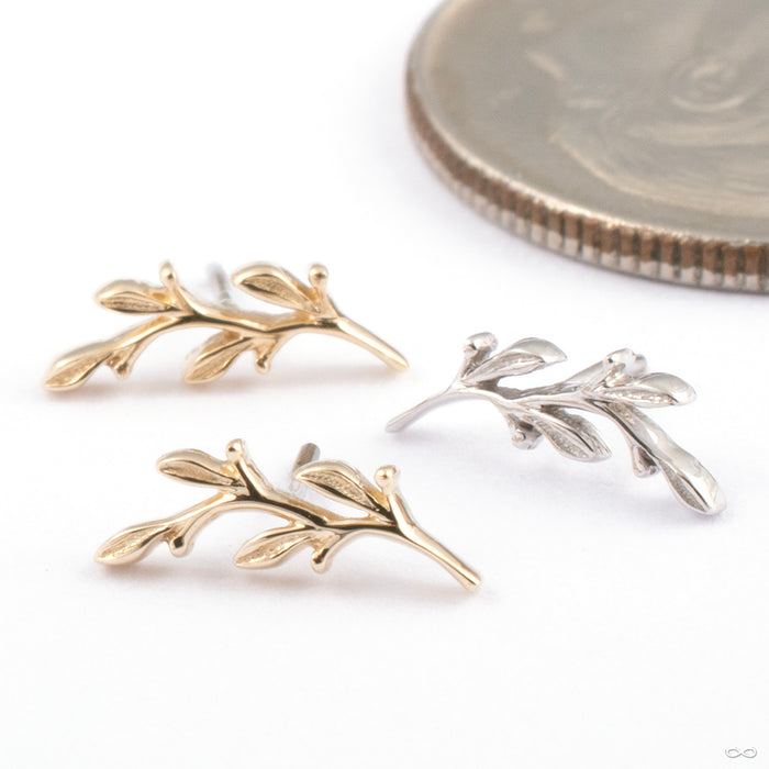 Amity Press-fit End in Gold from BVLA in various materials