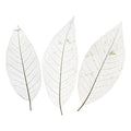 Bleached Magnolia Skeleton Leaves Bundle