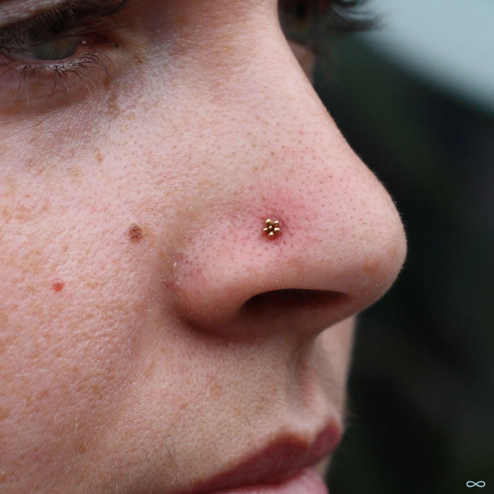 Daisy Press-fit End in Gold from LeRoi in a nostril piercing