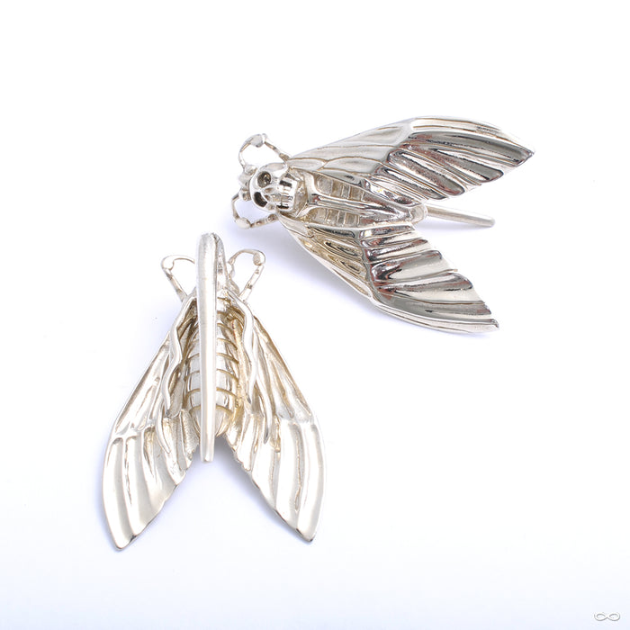 Death’s Head Moth Weights from Tawapa in white brass