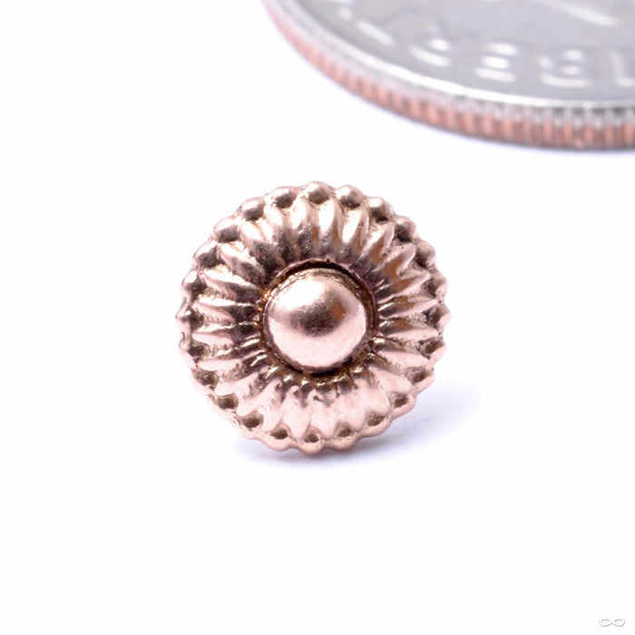 Dessert First Press-fit End in Gold from Regalia in rose gold