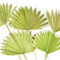 Dried Natural Sun Palm Leaves Bundle, Light Green, 5-Piece
