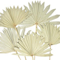 Dried Natural Sun Palm Leaves Bundle, Natural, 5-Piece