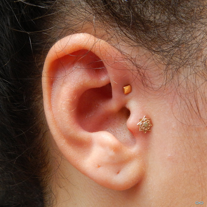 Forward helix piercing with Flat Square Press-fit End in Gold from BVLA in 14k Yellow Gold