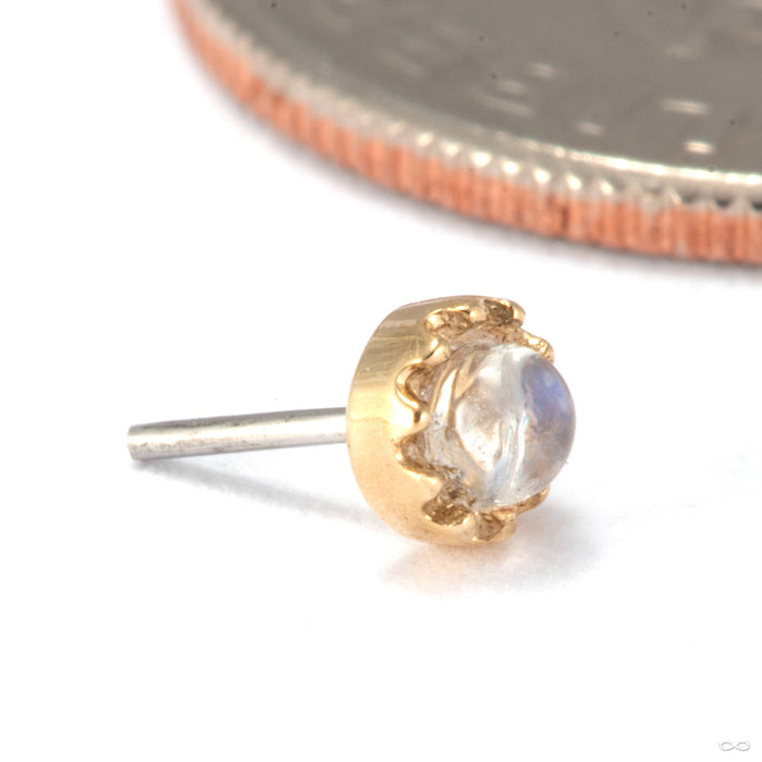 Georgina Press-Fit End in 14k Yellow Gold with Moonstone from Tawapa