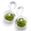 Globe Terrarium Weights with Flowers from Uzu Organics