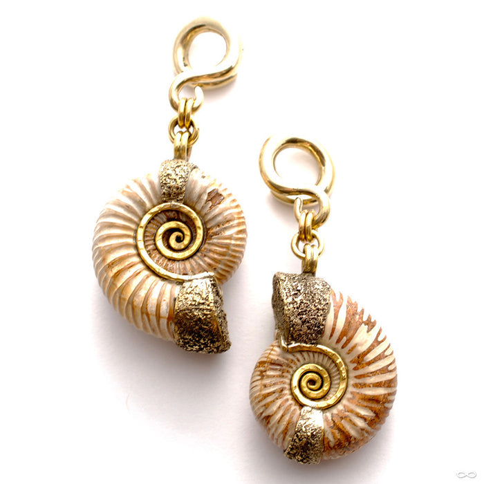 Madagascar Ammonites from Diablo Organics