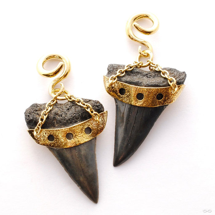 Megalodon Teeth with Triple Cutout from Diablo Organics