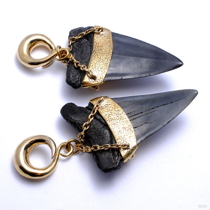 Megalodon Teeth with Turquoise from Diablo Organics