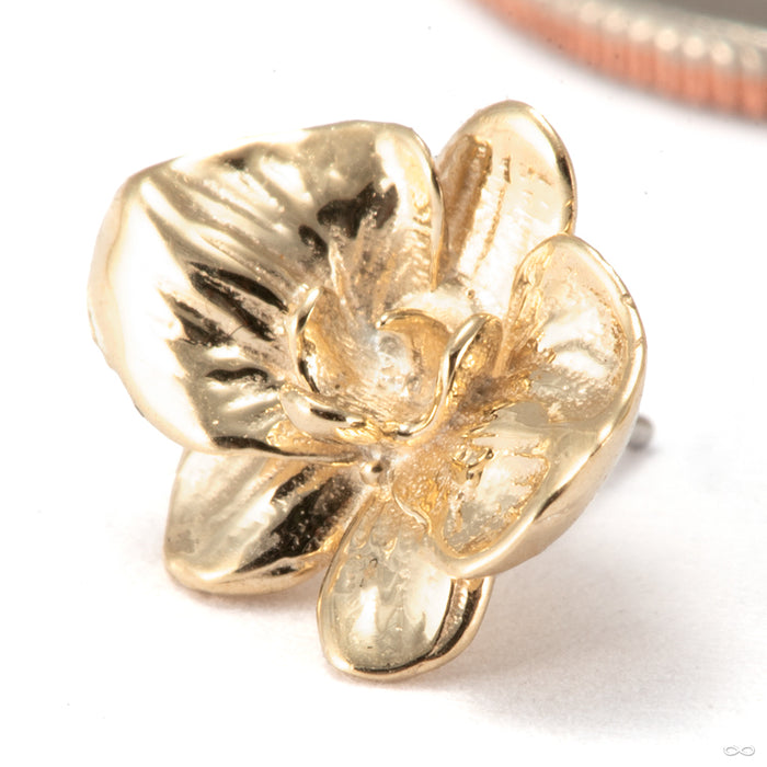 Orchid Press-fit End in 14k Yellow Gold from Tawapa