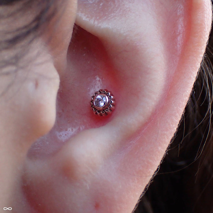 Conch piercing with Peony Press-fit End in Gold from Maya Jewelry in Clear CZ