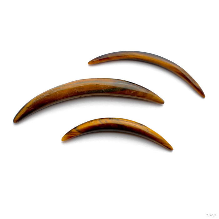 Septum Tusk in Stone from Oracle in Tiger Eye