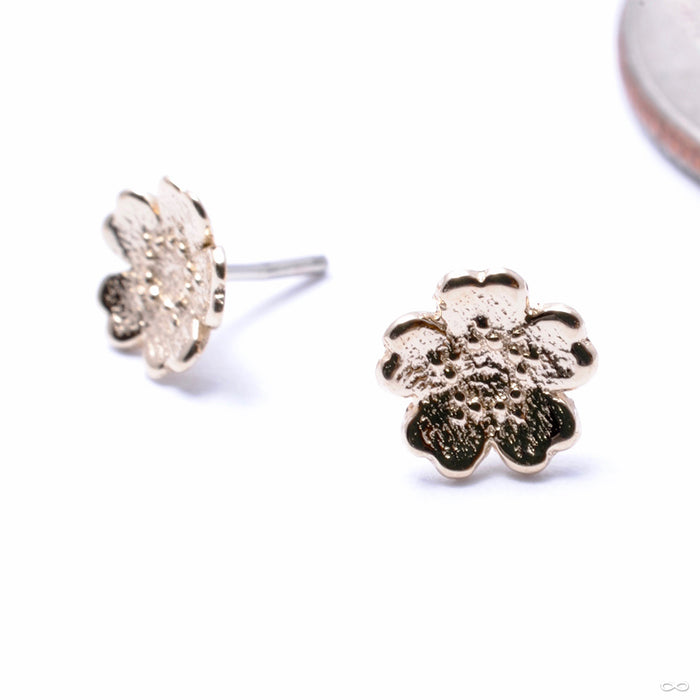 Simple Daisy Press-fit End in Gold from BVLA in yellow gold